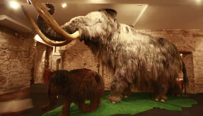 Museo del Mammut